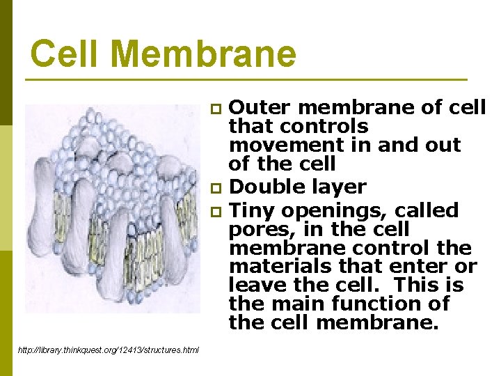 Cell Membrane Outer membrane of cell that controls movement in and out of the