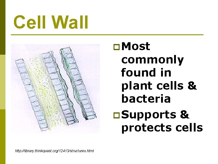 Cell Wall p Most commonly found in plant cells & bacteria p Supports &