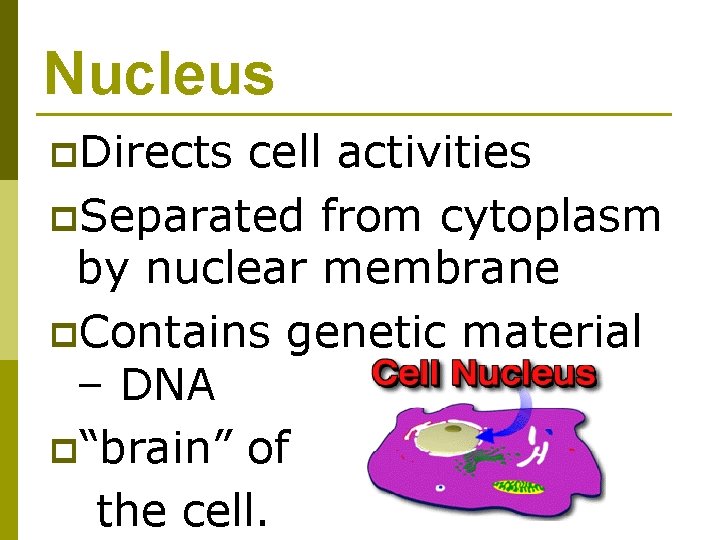 Nucleus p. Directs cell activities p. Separated from cytoplasm by nuclear membrane p. Contains