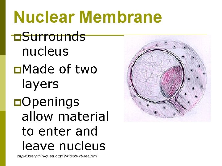 Nuclear Membrane p. Surrounds nucleus p. Made of two layers p. Openings allow material