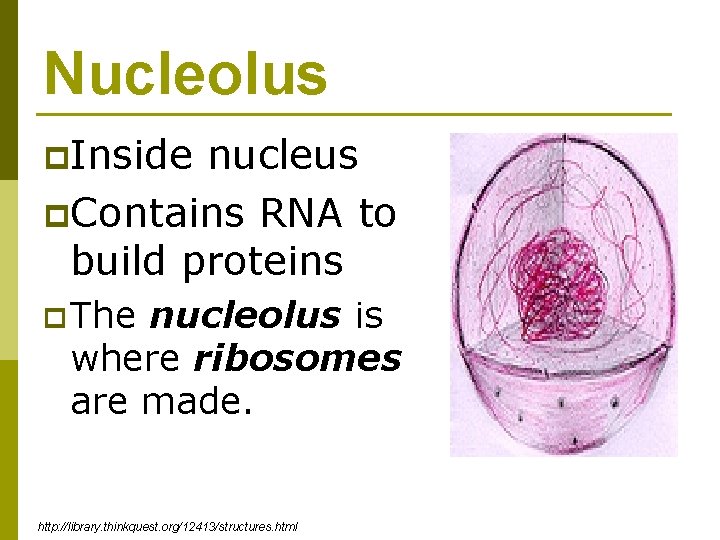 Nucleolus p. Inside nucleus p. Contains RNA to build proteins p The nucleolus is