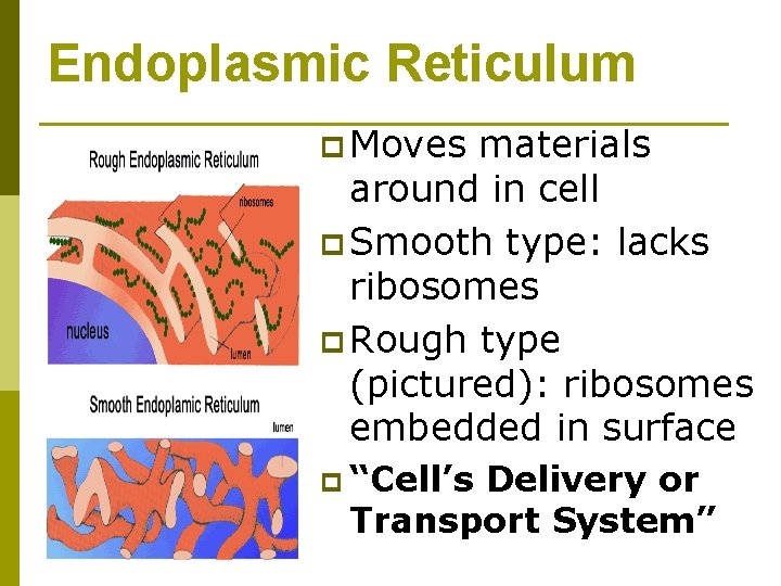 Endoplasmic Reticulum p Moves materials around in cell p Smooth type: lacks ribosomes p