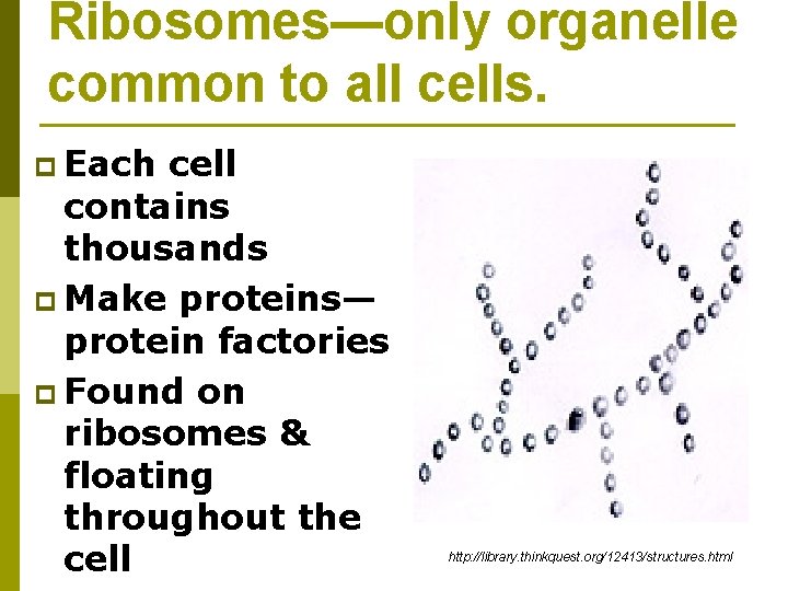 Ribosomes—only organelle common to all cells. p Each cell contains thousands p Make proteins—