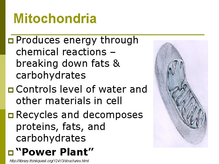 Mitochondria p Produces energy through chemical reactions – breaking down fats & carbohydrates p