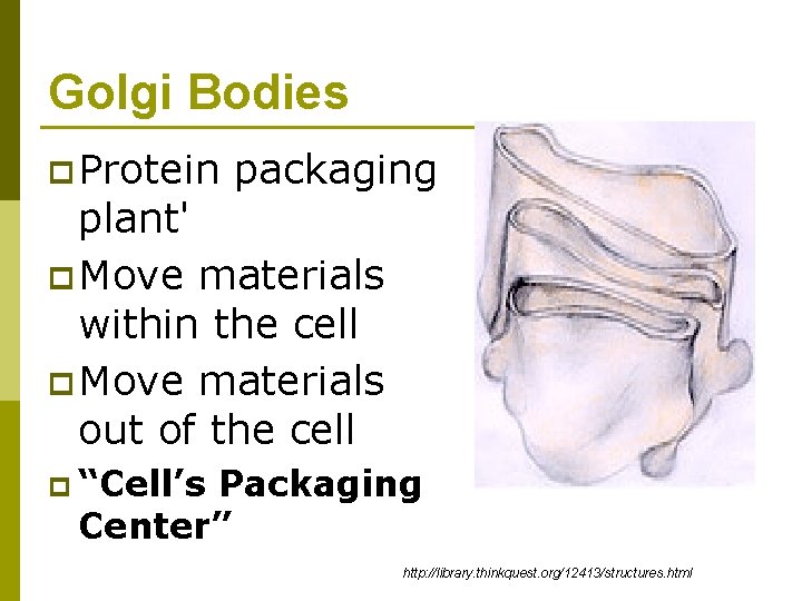 Golgi Bodies p Protein packaging plant' p Move materials within the cell p Move