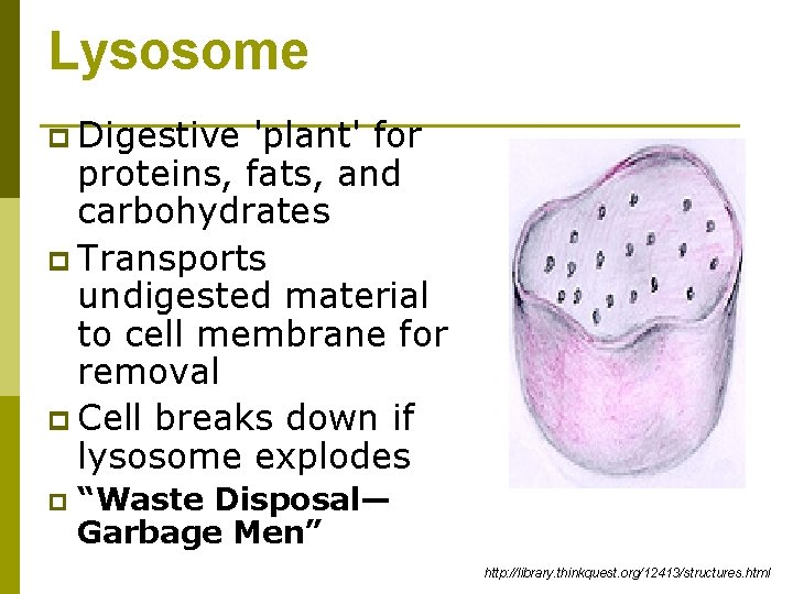 Lysosome p Digestive 'plant' for proteins, fats, and carbohydrates p Transports undigested material to