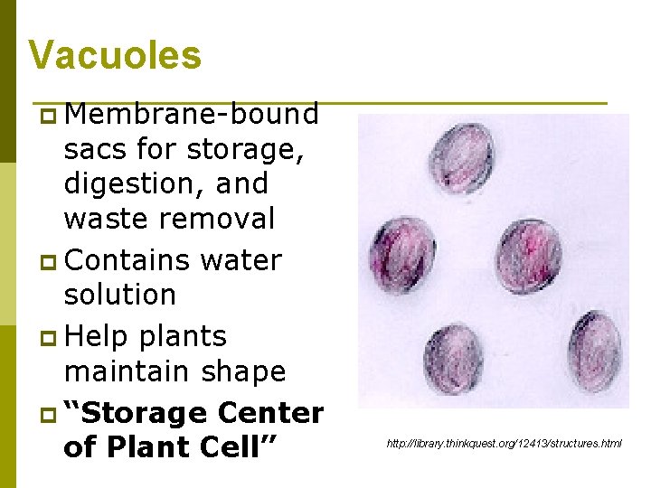 Vacuoles p Membrane-bound sacs for storage, digestion, and waste removal p Contains water solution