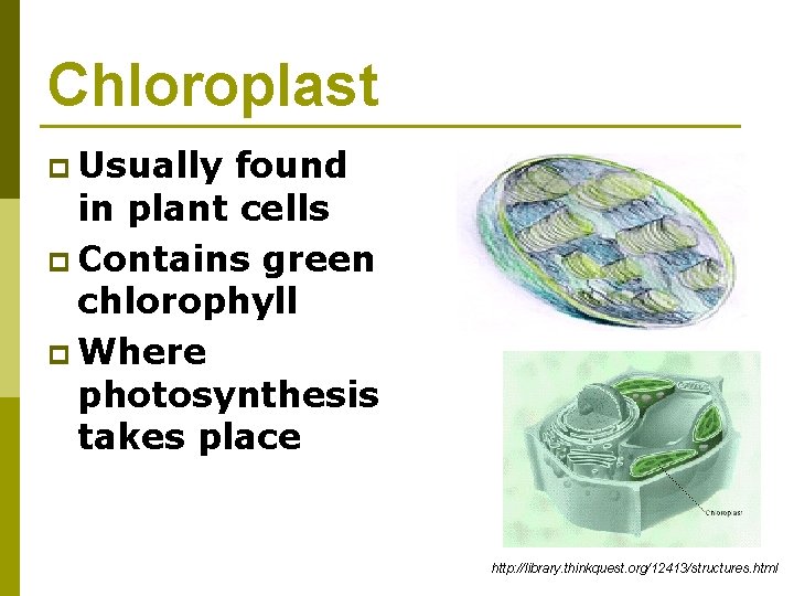 Chloroplast p Usually found in plant cells p Contains green chlorophyll p Where photosynthesis