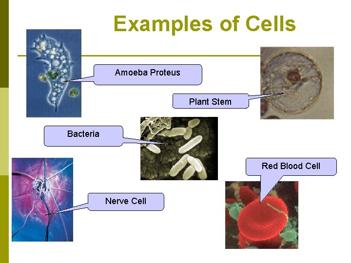 Examples of Cells Amoeba Proteus Plant Stem Bacteria Red Blood Cell Nerve Cell 