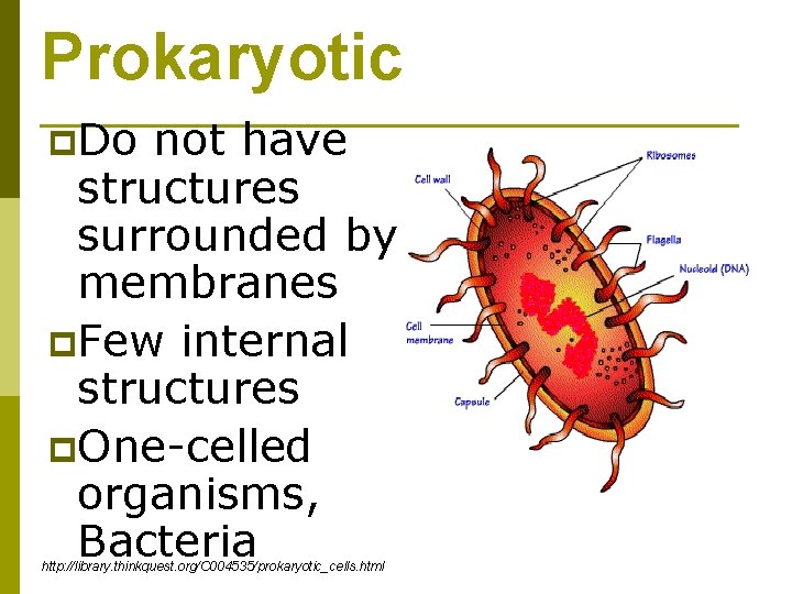 Prokaryotic p. Do not have structures surrounded by membranes p. Few internal structures p.