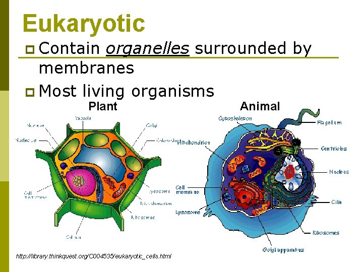 Eukaryotic p Contain organelles surrounded by membranes p Most living organisms Plant http: //library.