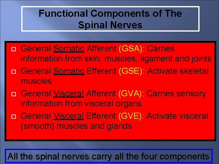 Functional Components of The Spinal Nerves General Somatic Afferent (GSA): Carries information from skin,