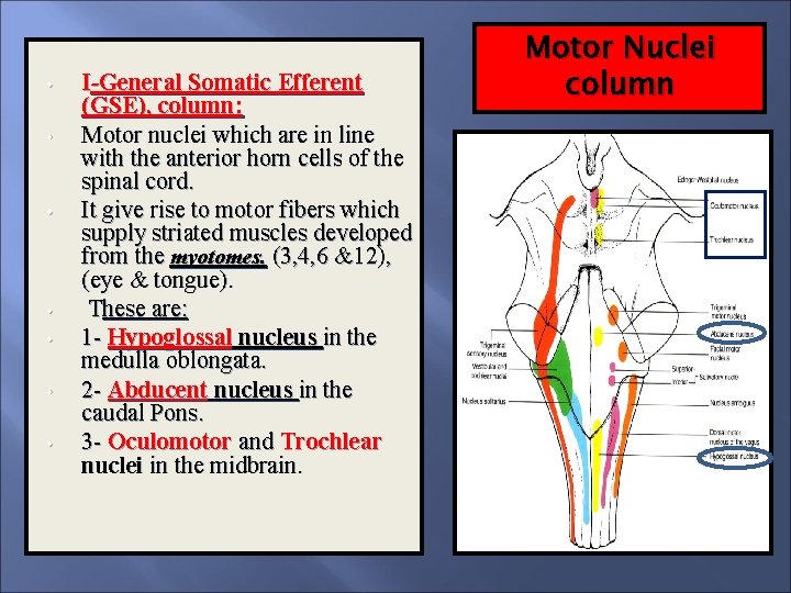  • • I-General Somatic Efferent (GSE), column: Motor nuclei which are in line