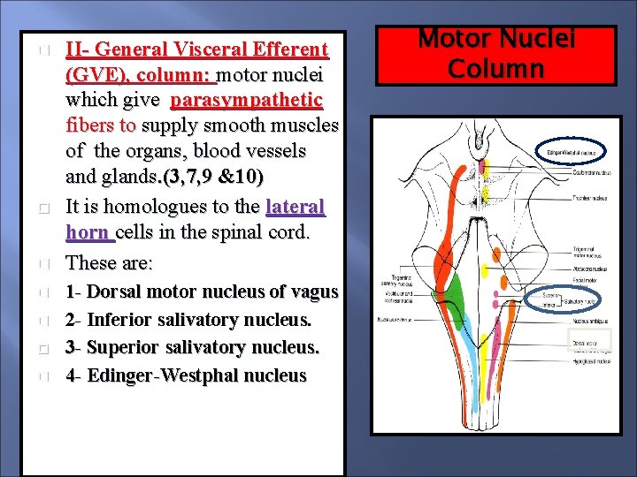  II- General Visceral Efferent (GVE), column: motor nuclei which give parasympathetic fibers to