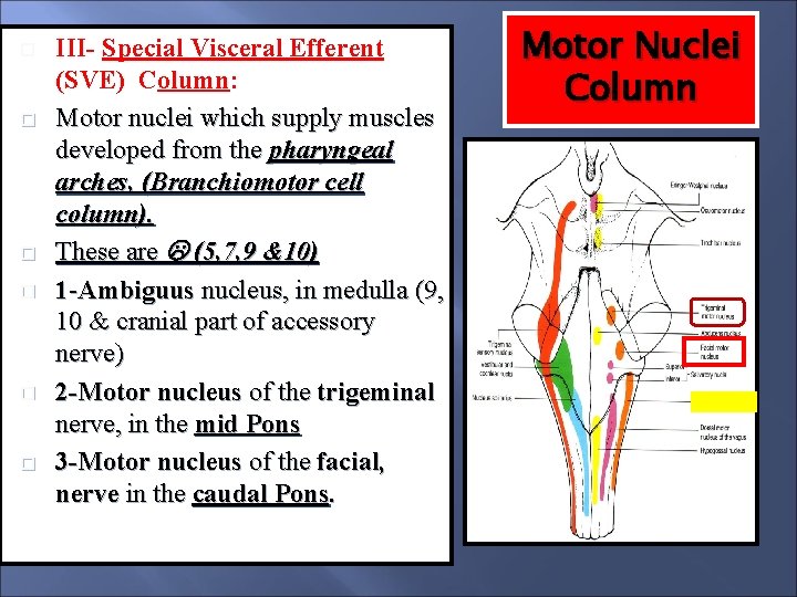  III- Special Visceral Efferent (SVE) Column: Motor nuclei which supply muscles developed from