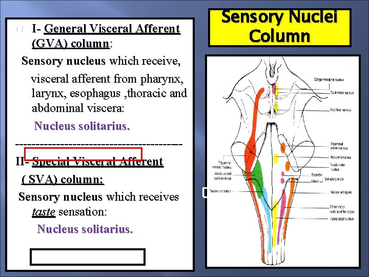 I- General Visceral Afferent (GVA) column: Sensory nucleus which receive, visceral afferent from pharynx,