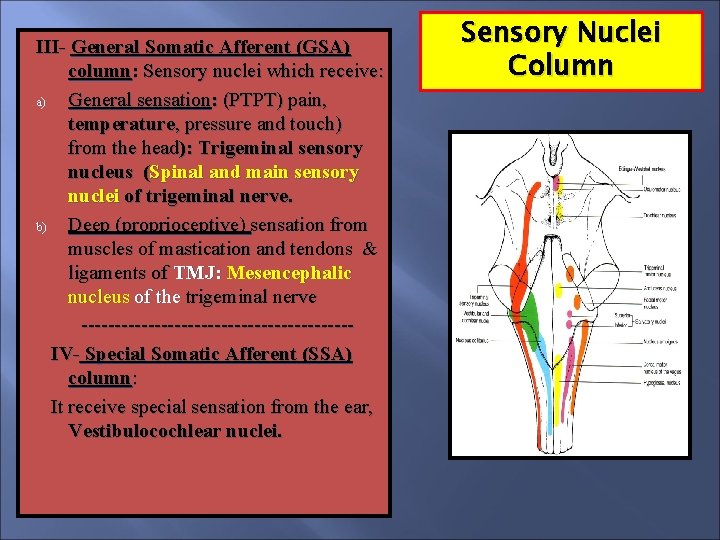 III- General Somatic Afferent (GSA) column: Sensory nuclei which receive: a) General sensation: (PTPT)