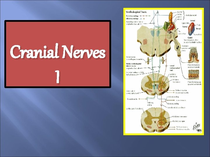 Cranial Nerves I 