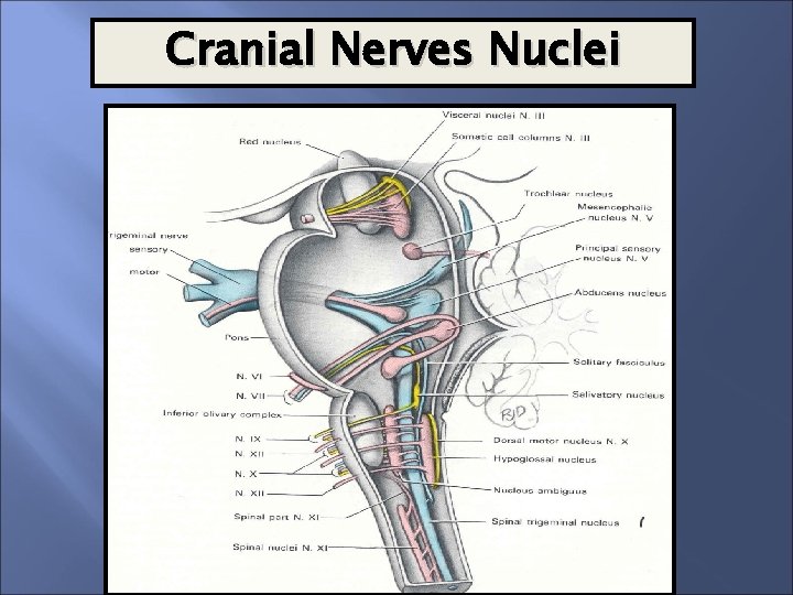 Cranial Nerves Nuclei 