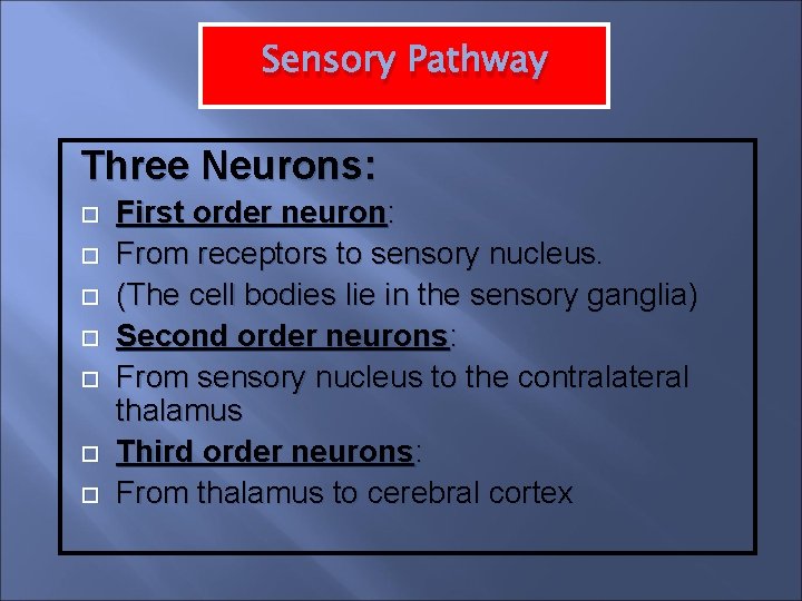 Sensory Pathway Three Neurons: First order neuron: From receptors to sensory nucleus. (The cell