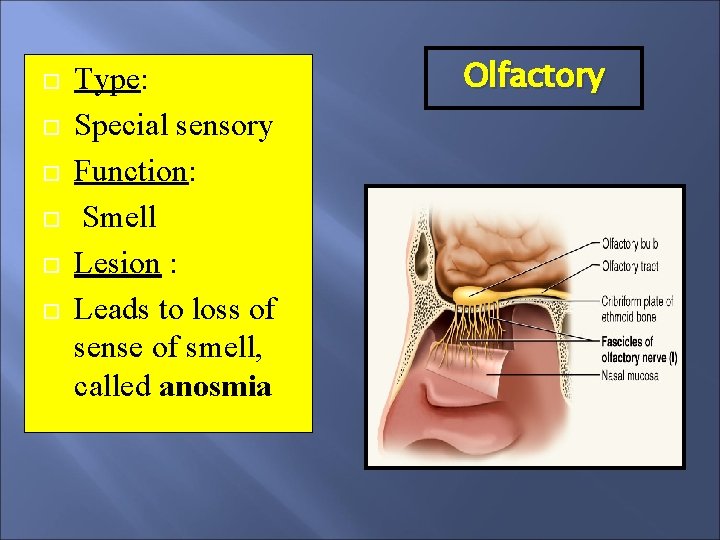  Type: Special sensory Function: Smell Lesion : Leads to loss of sense of