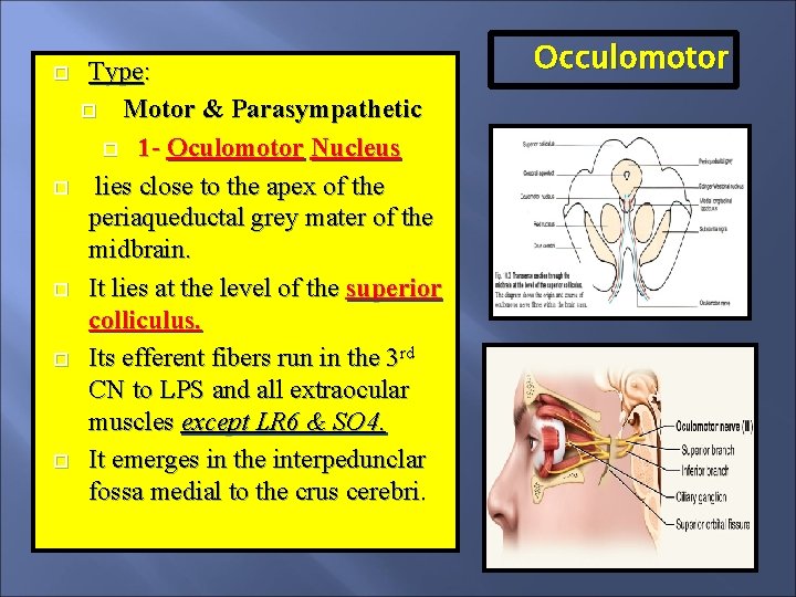  Type: Motor & Parasympathetic 1 - Oculomotor Nucleus lies close to the apex
