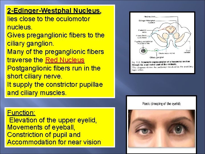 2 -Edinger-Westphal Nucleus, lies close to the oculomotor nucleus. Gives preganglionic fibers to the