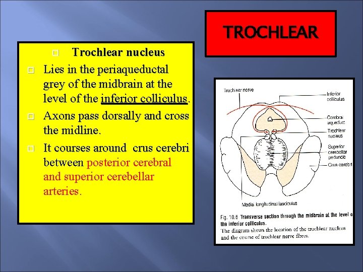Trochlear nucleus Lies in the periaqueductal grey of the midbrain at the level of