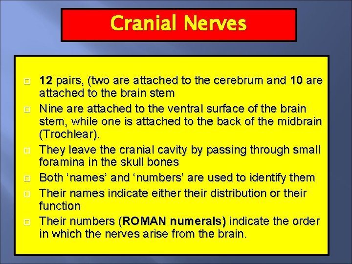 Cranial Nerves 12 pairs, (two are attached to the cerebrum and 10 are attached
