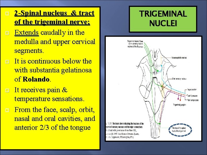  2 -Spinal nucleus & tract of the trigeminal nerve; Extends caudally in the