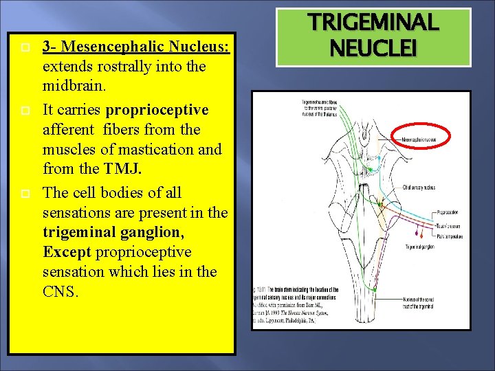  3 - Mesencephalic Nucleus: extends rostrally into the midbrain. It carries proprioceptive afferent