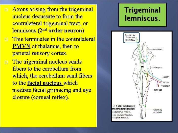  Axons arising from the trigeminal nucleus decussate to form the contralateral trigeminal tract,