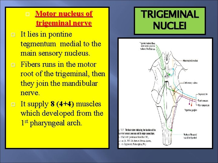 Motor nucleus of trigeminal nerve It lies in pontine tegmentum medial to the main