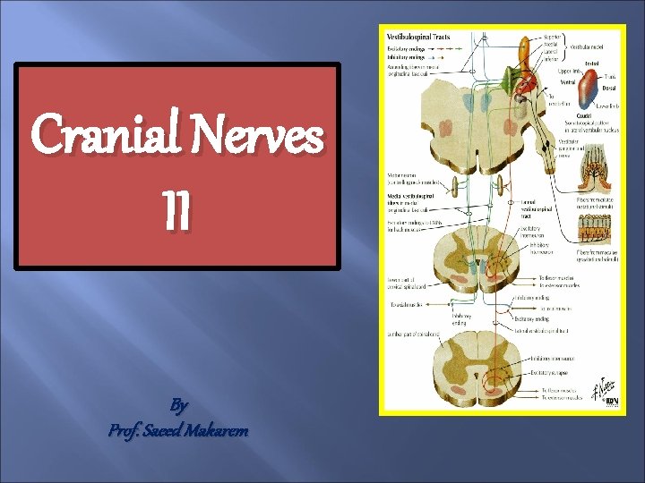Cranial Nerves II By Prof. Saeed Makarem 