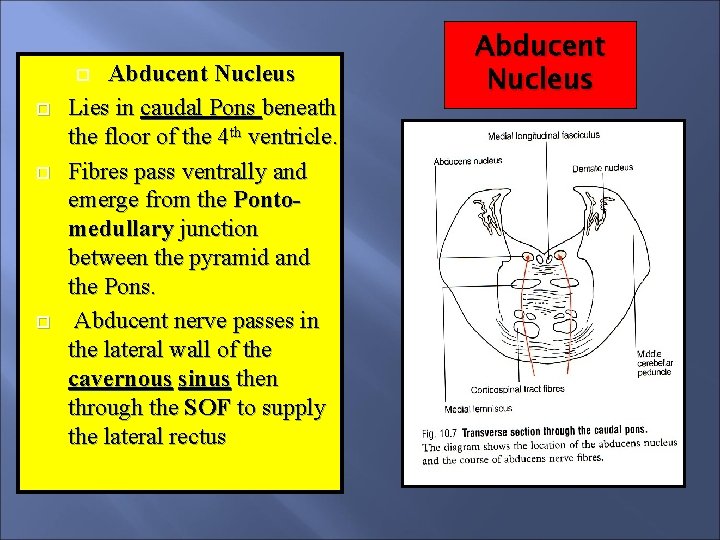 Abducent Nucleus Lies in caudal Pons beneath the floor of the 4 th ventricle.