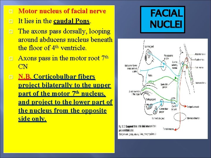  Motor nucleus of facial nerve It lies in the caudal Pons. The axons
