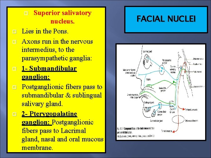 Superior salivatory nucleus. Lies in the Pons. Axons run in the nervous intermedius, to