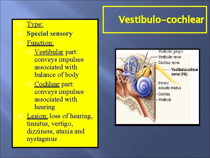  Type: Special sensory Function: Vestibular part: conveys impulses associated with balance of body