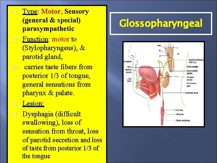  Type: Motor, Sensory (general & special) parasympathetic Function: motor to (Stylopharyngeus), & parotid