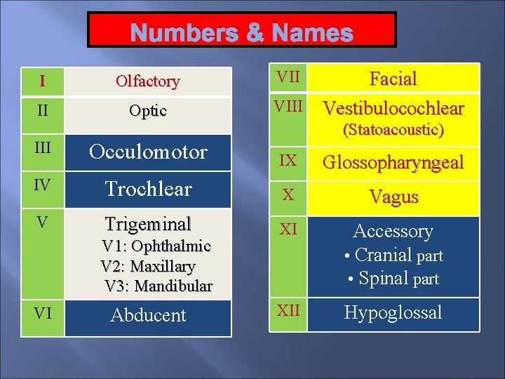 Numbers & Names I Olfactory II Optic VII Facial VIII Vestibulocochlear (Statoacoustic) III Occulomotor