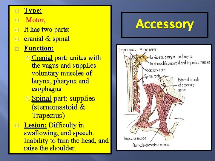  Type: Motor, It has two parts: cranial & spinal Function: Cranial part: unites