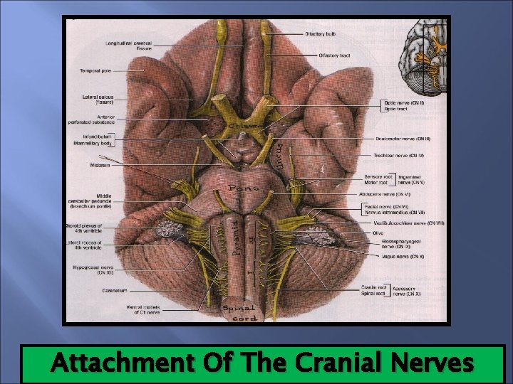 Attachment Of The Cranial Nerves 