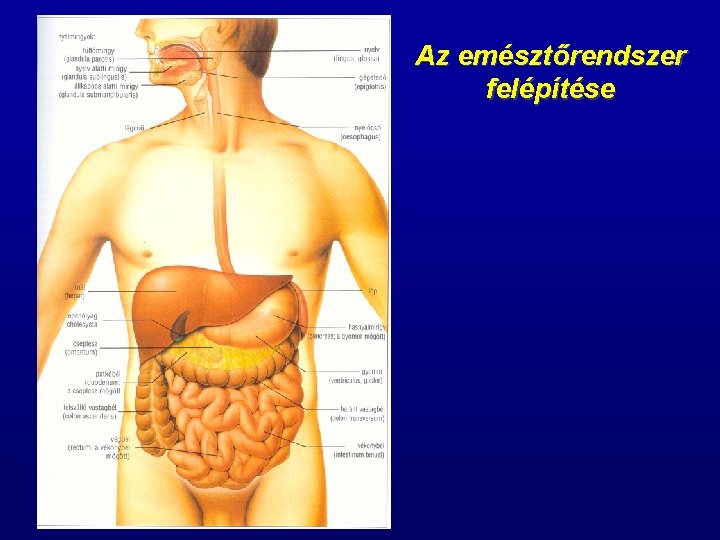 Az emésztőrendszer felépítése 