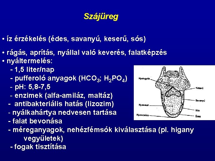 Szájüreg • íz érzékelés (édes, savanyú, keserű, sós) • rágás, aprítás, nyállal való keverés, Szájüreg • íz érzékelés (édes, savanyú, keserű, sós) • rágás, aprítás, nyállal való keverés,
