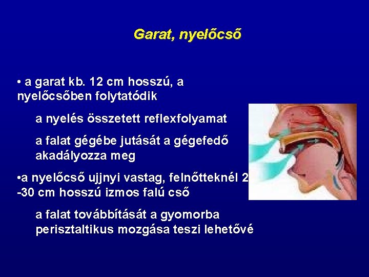 Garat, nyelőcső • a garat kb. 12 cm hosszú, a nyelőcsőben folytatódik a nyelés