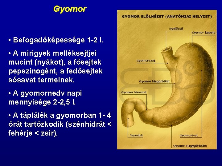 Gyomor • Befogadóképessége 1 -2 l. • A mirigyek melléksejtjei mucint (nyákot), a fősejtek Gyomor • Befogadóképessége 1 -2 l. • A mirigyek melléksejtjei mucint (nyákot), a fősejtek