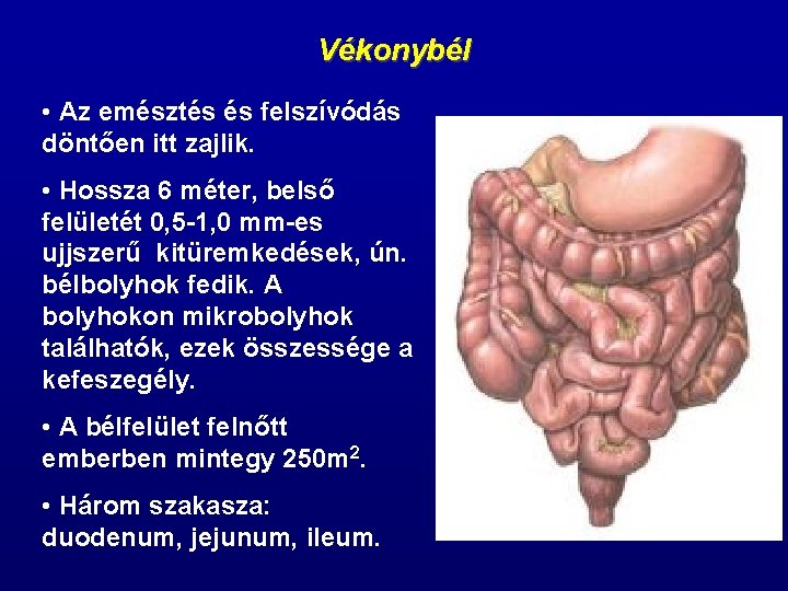 Vékonybél • Az emésztés és felszívódás döntően itt zajlik. • Hossza 6 méter, belső