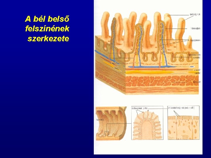 A bél belső felszínének szerkezete 