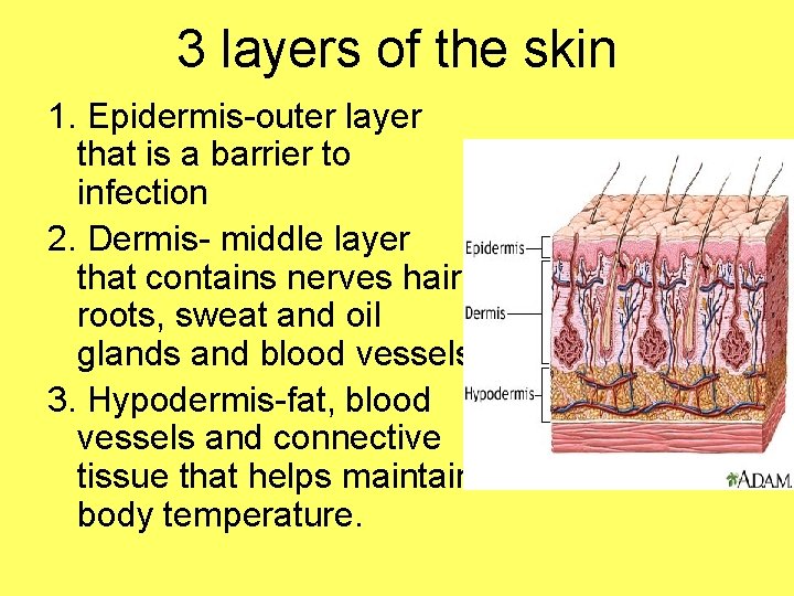 3 layers of the skin 1. Epidermis-outer layer that is a barrier to infection