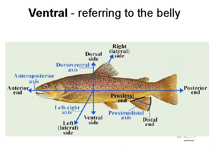 Ventral - referring to the belly 